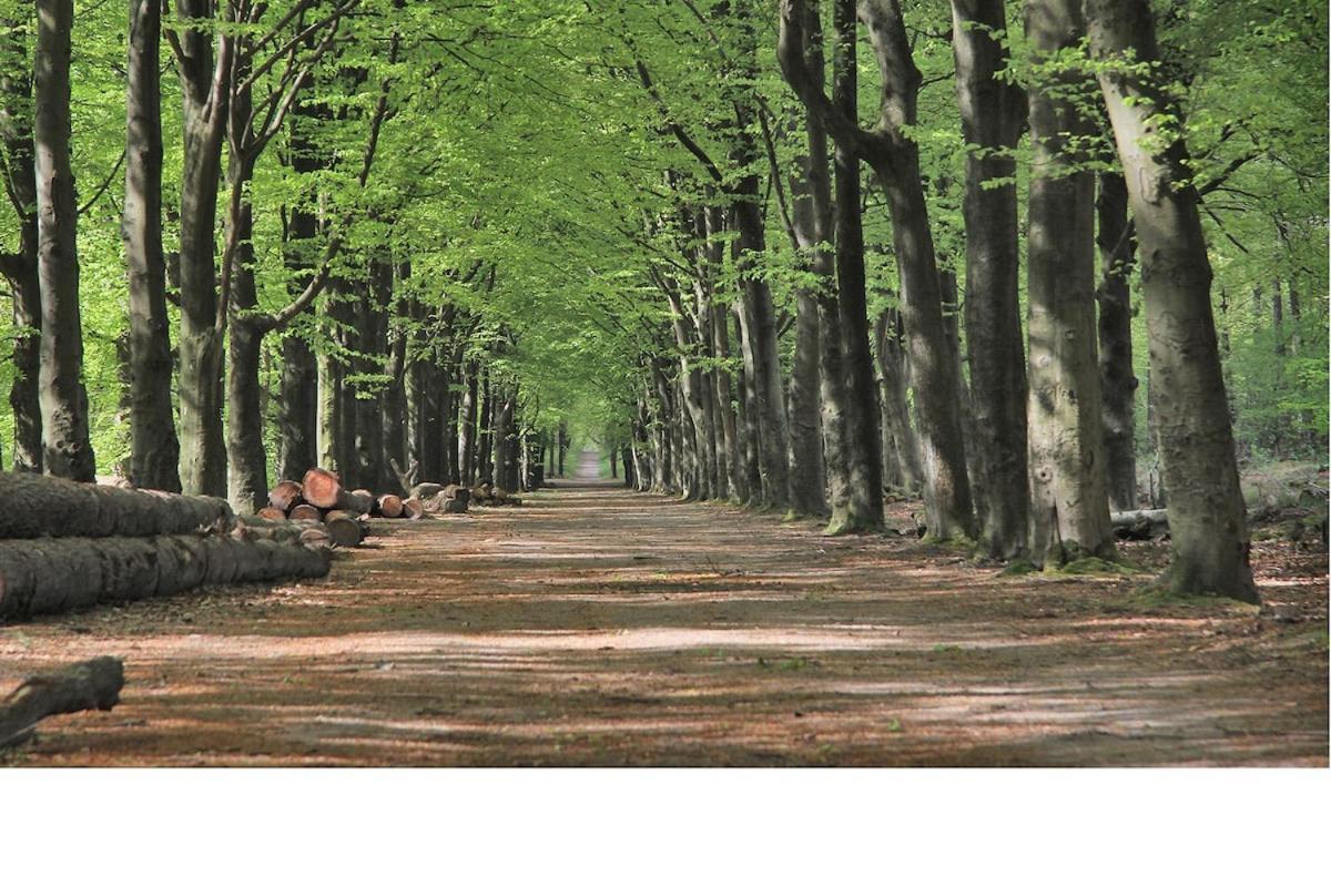 Gemoderniseerd En Modern Chalet Bij Het Bos Rijs Zewnętrze zdjęcie